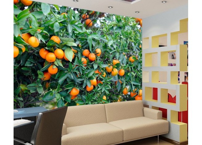 Фотообои Апельсиновые деревья с плодами